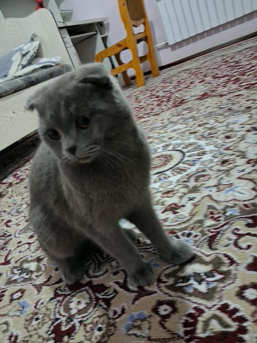 Aqqilli va muloyim mushuk