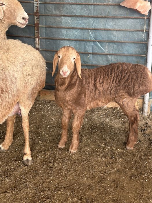 Qirgiziston arashan ona bola qoyi