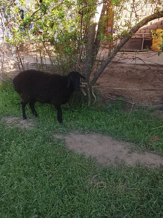 1 ta ona bola qoʻy va 2 ta qornida bolasi bor qoʻylar sotiladi
