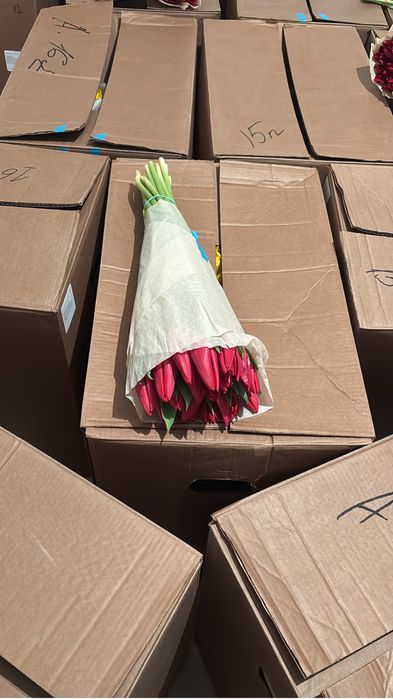 Тюльпаны, оптом и в розницу