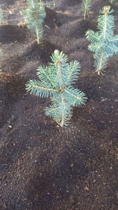 Голубая ель кўчатлари сотилади 4йиллик, 2 литрли  тувакларда