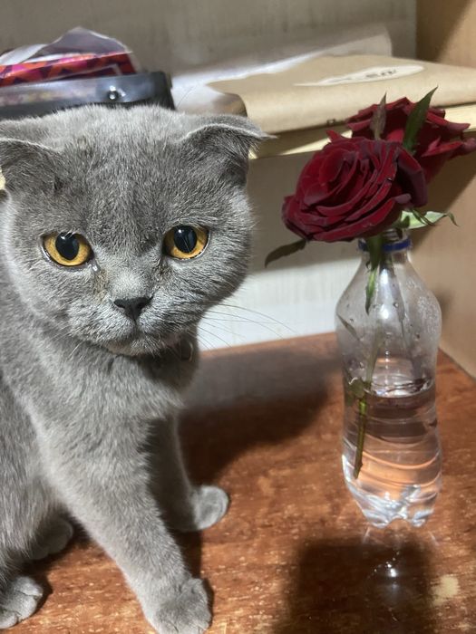 Скоттиш фолд/ Scottish fold