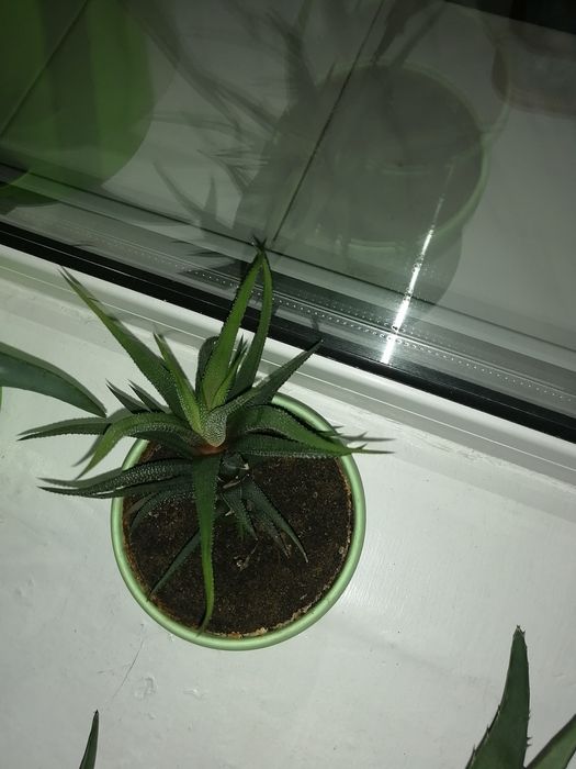 Кактус кактус кактус