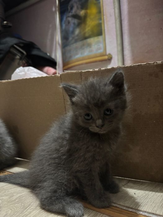 Котята 2 девочки