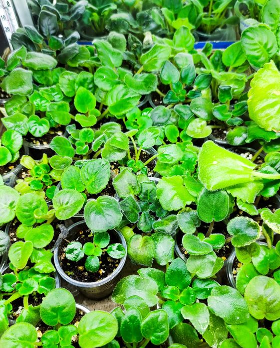 Продам детки  фиалки и  цветущие сортовые
