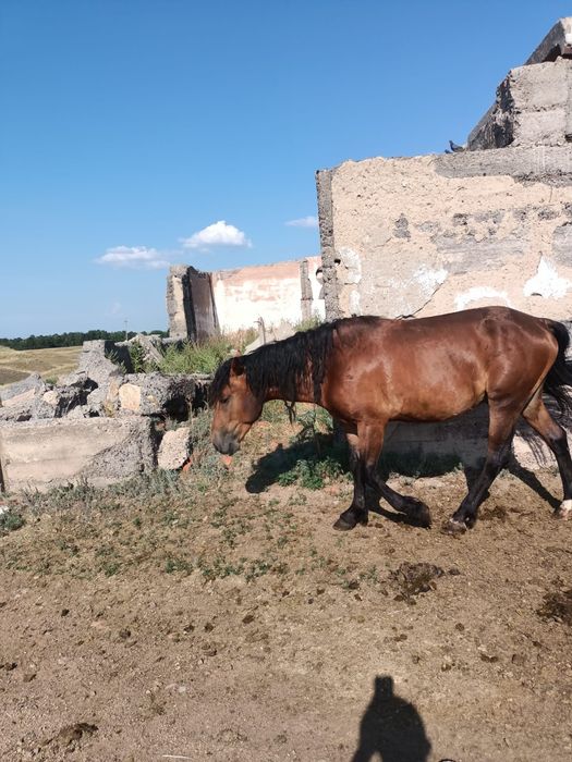 Продам Құнан, далада күйі жақсы
