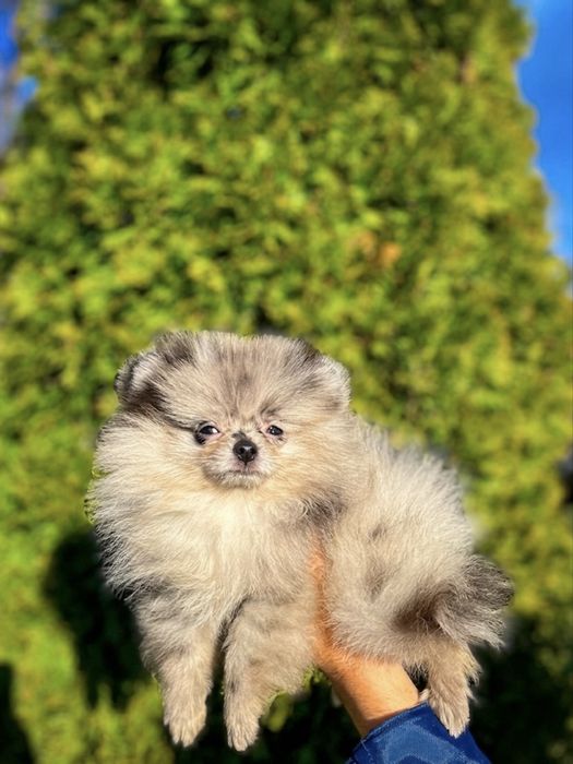 Pomeranian mni 1 kg merle