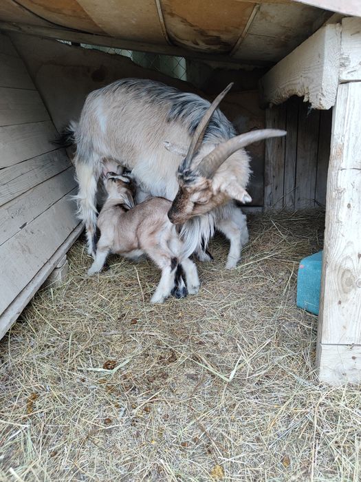 Продам козочек и козлика