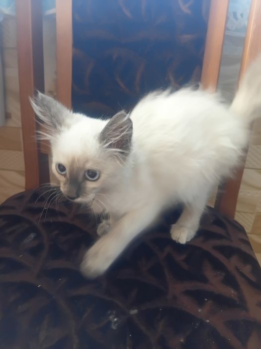 Отдам котёнка в добрые руки кошечка.