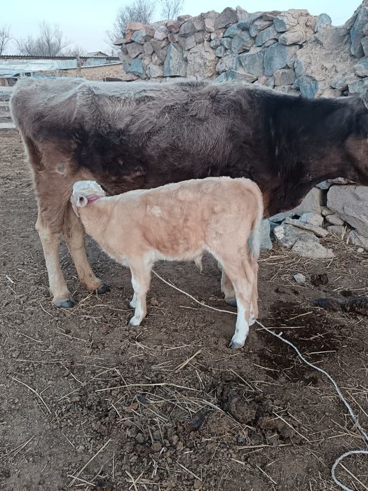 Сиыр кепілдікпен