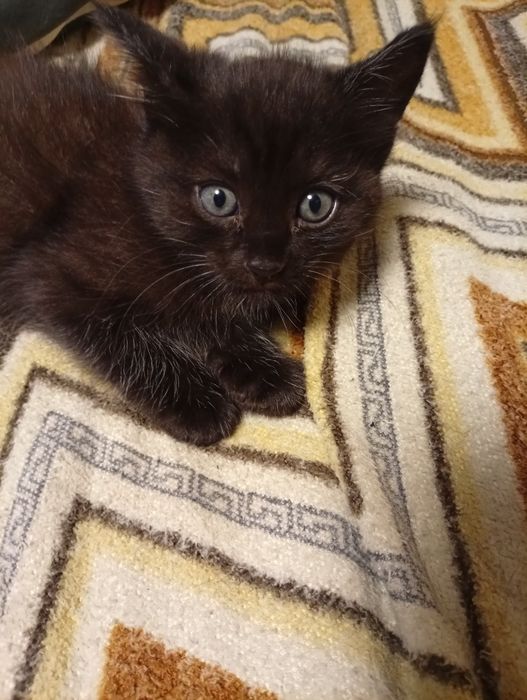 отдадим котят в хорошие  руки
