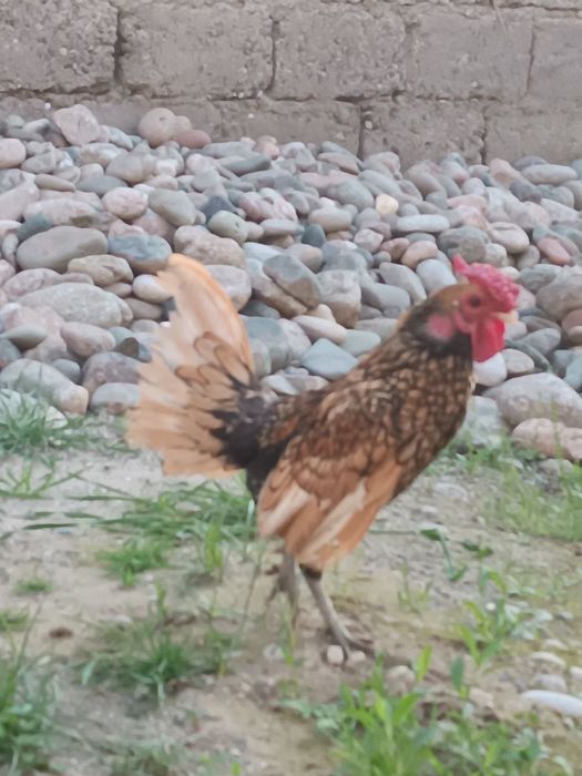 Sebrayt zotli tovuqlar