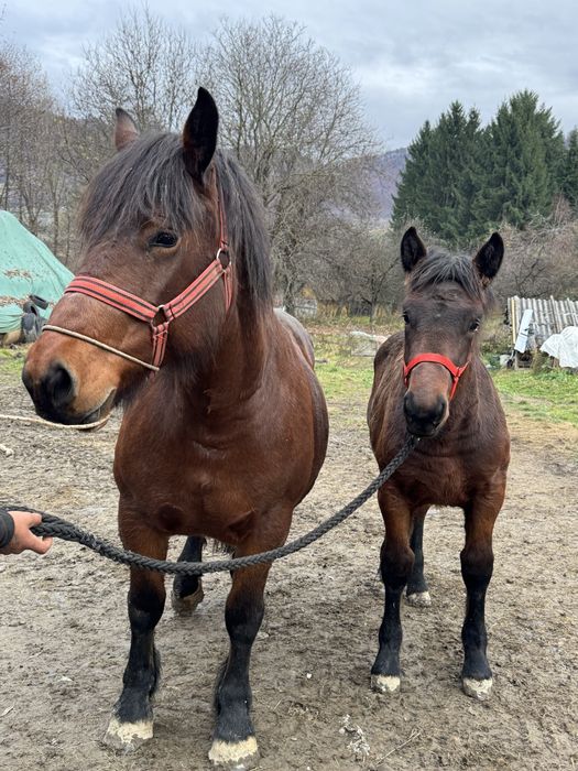 Manji de 6 luni si manza de doi ani ! (Manz , iapa )