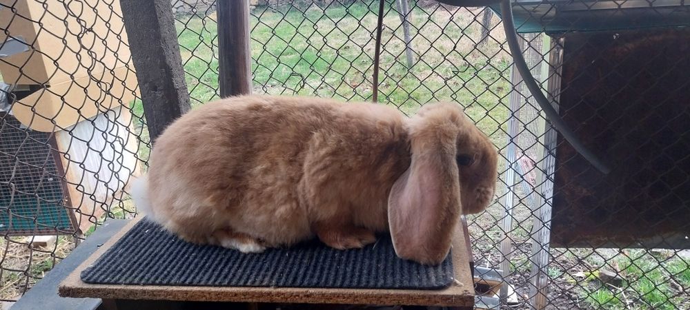 Зайци за разплод френски кочоват