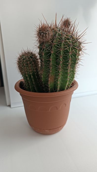 Продам цветущий кактус