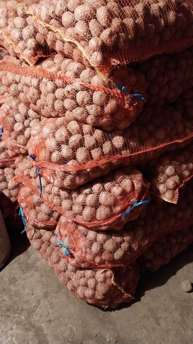 Cartof samanta carrera si belarosa