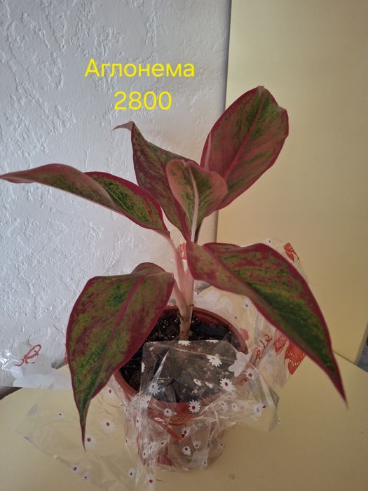 Комнатные растения одоптированые