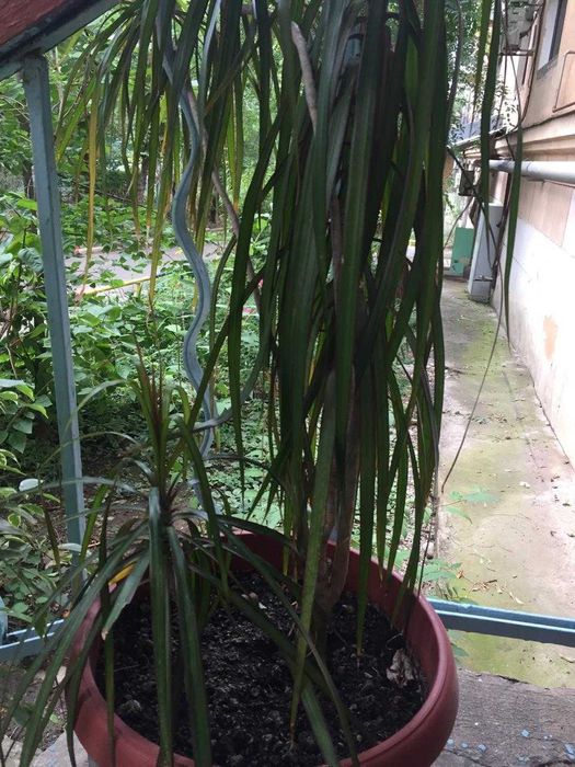 Продам драцену большую