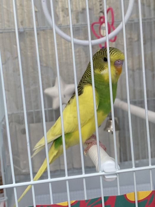 Продается попугай