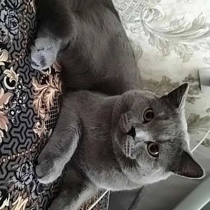 Ищу свою пропавшую кошку.(есть Большое вознаграждение)