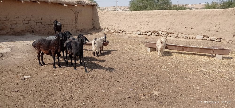 5ta Quy 3ta quzi 2ta taka sotiladi