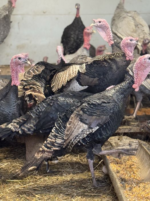 Curci de casă – crescute natural | Vii sau tăiate la cerere