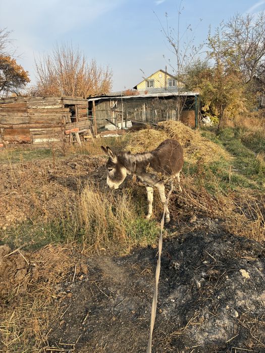 Осел продаю молодой