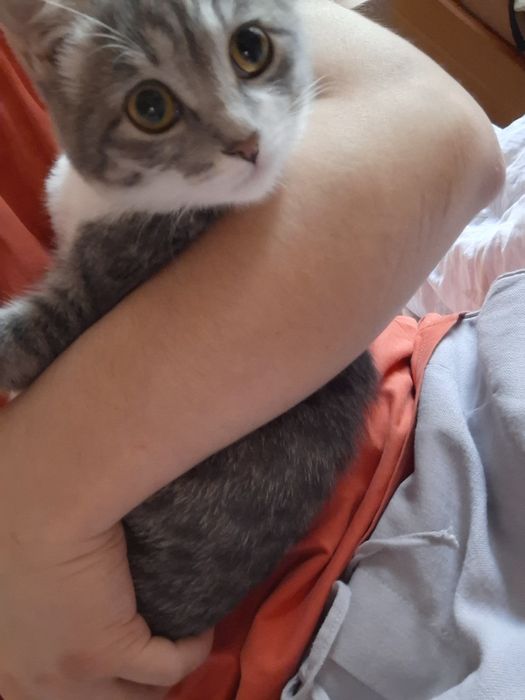 Кошка 4 месяца бесплатно