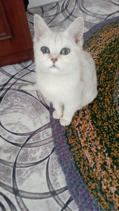 Продаю кот хати  Срочно.