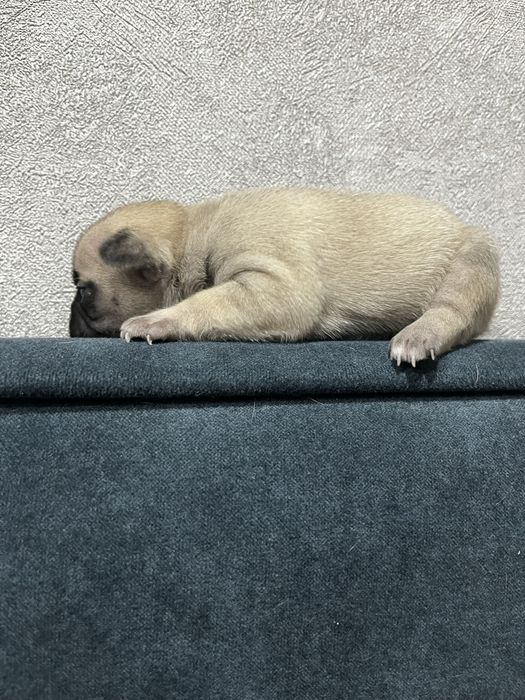 Щенки Француского бульдога