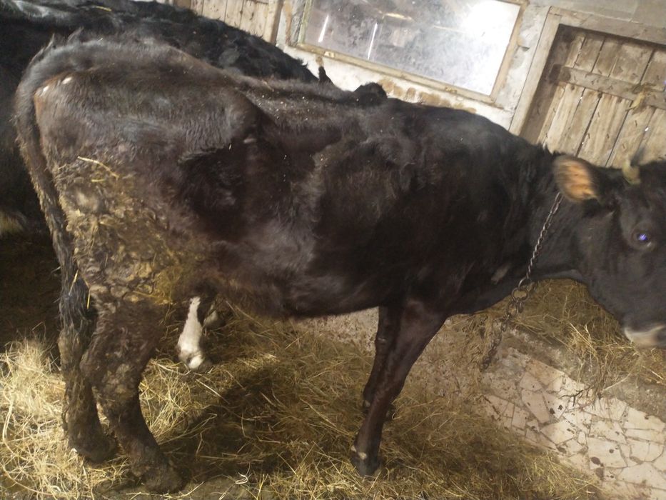 Junca bruna de Maramureș