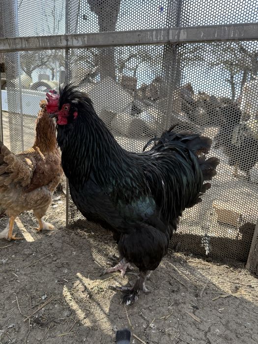 Vand sau schimb gaini motate incaltate barboase golase