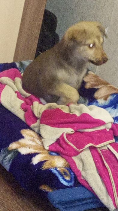 Отдам собачку в добрые руки.