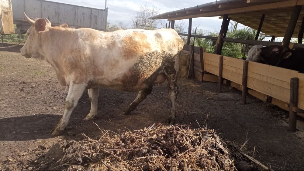 Vand vaca la al doilea vitel!