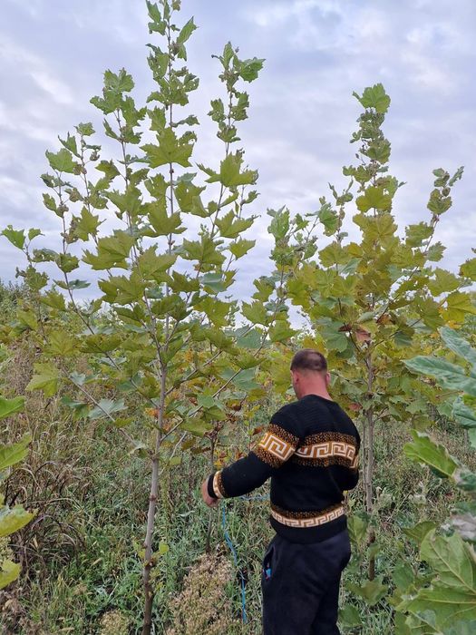 Mesteacăn Tei Platan Frasin catalpa globulară salcâm globular