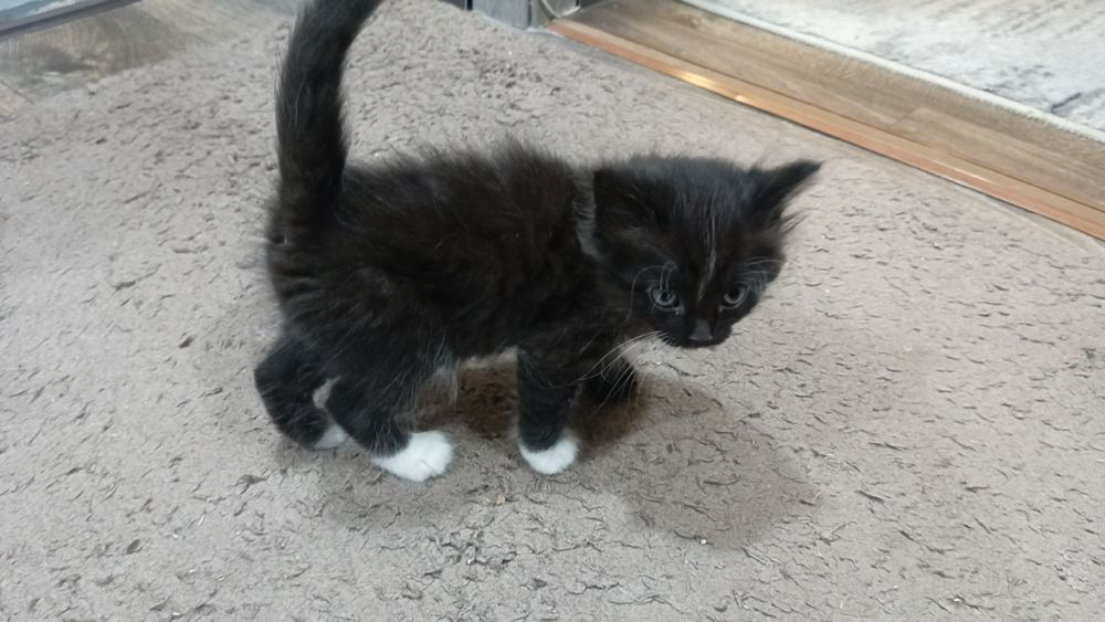 Продам котят в хорошие руки