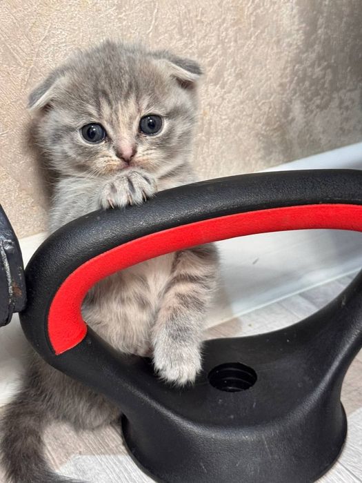 Чистокровные котята Скотиш Фолд