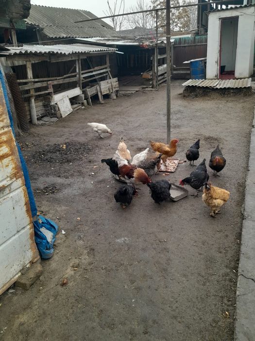 Домашнии тауыктар