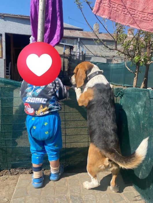 OFERTĂ! Beagle, fetita, la un pret modest.