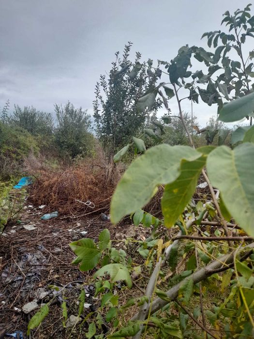 Vanzare teren Mogosoaia