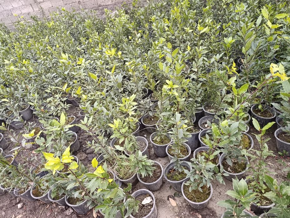 Манзарали ва мевали дарахт кучатларимиз сотувда оладиганлар тел