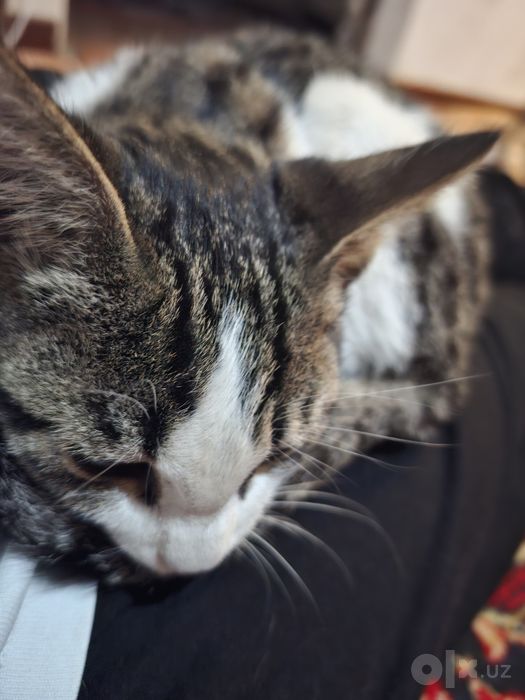 Котёнок маленький ищет дом и добрую семью!