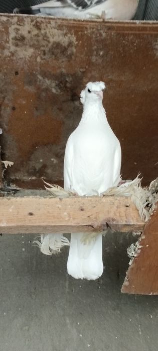 Продам  Голубей.