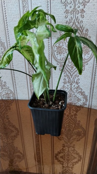 Комнатные растения