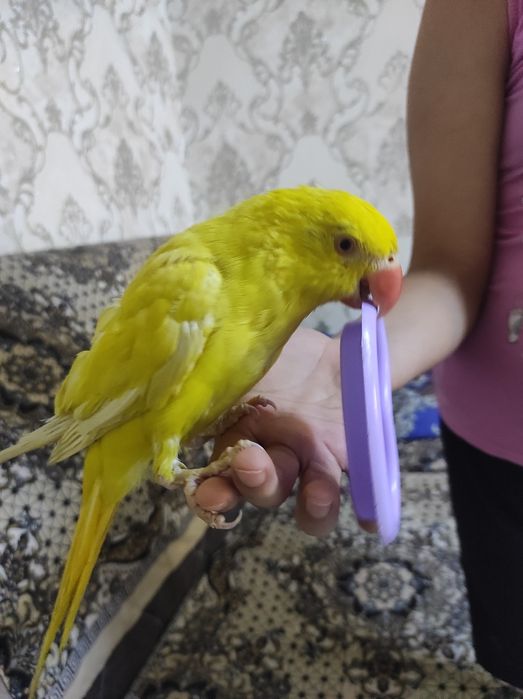 Продается попугай