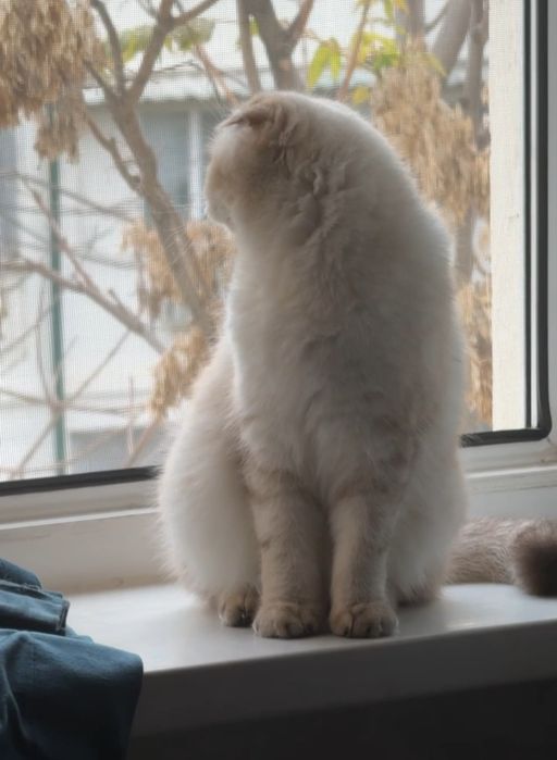 Алиментный котёнок