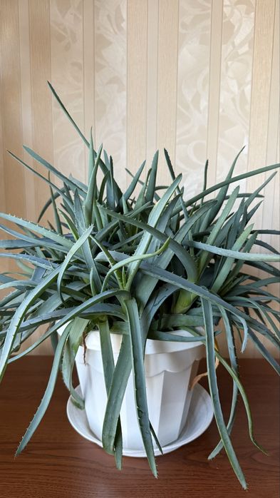 продам домашние цветы