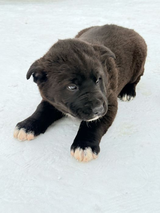 Продам щенка (метис алабай/овчарка) для частного дома