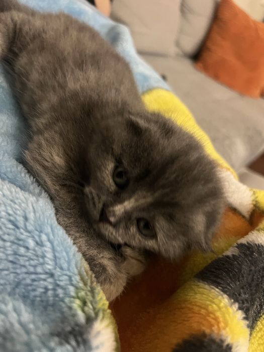 Продам котенка вислаухая 1.5 месяца