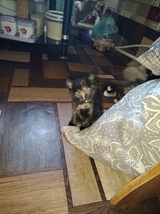 Отдам котенка девочка